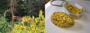 Laburnum (Egglet Series) - work in progress, Crow Nest Park, Dewsbury, dried laburnum flowers 2020 - Stephen Turner